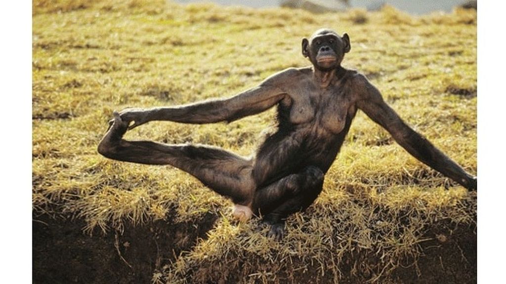 Algunos meditan y se relajan en posturas muy 'zen'