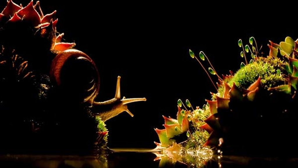 El universo desconocido de los insectos