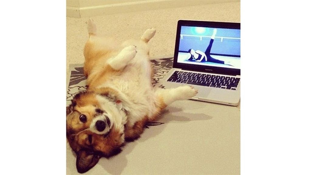 Los animales también hacen yoga