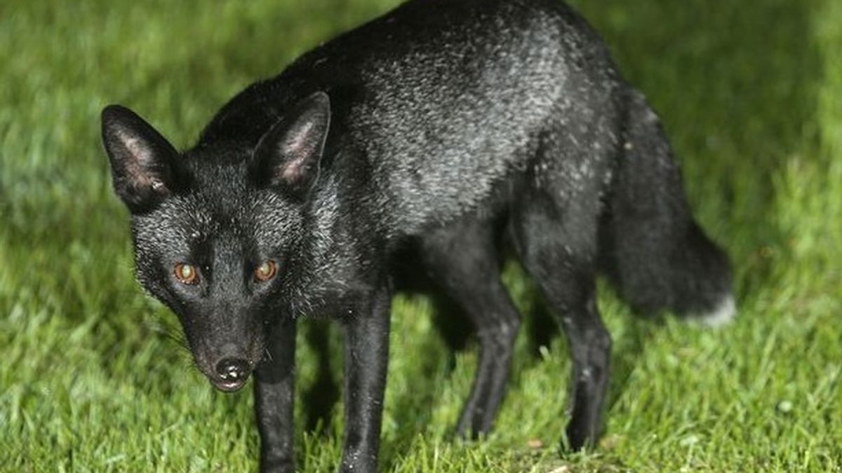 Se consigue fotografiar a un extraño zorro negro