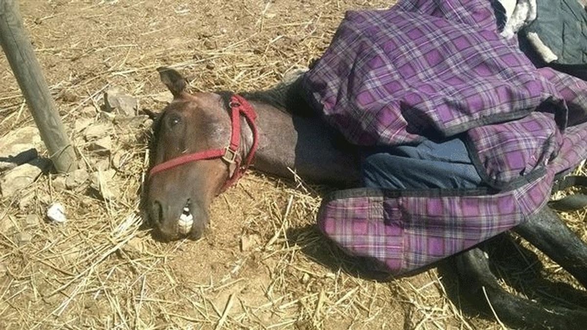 Detenido el dueño de una finca de Cádiz donde murió deshidratado un caballo