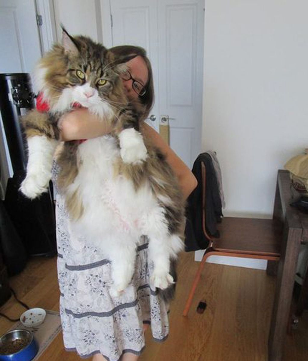 Gatos gigantes no aptos para todos los hogares