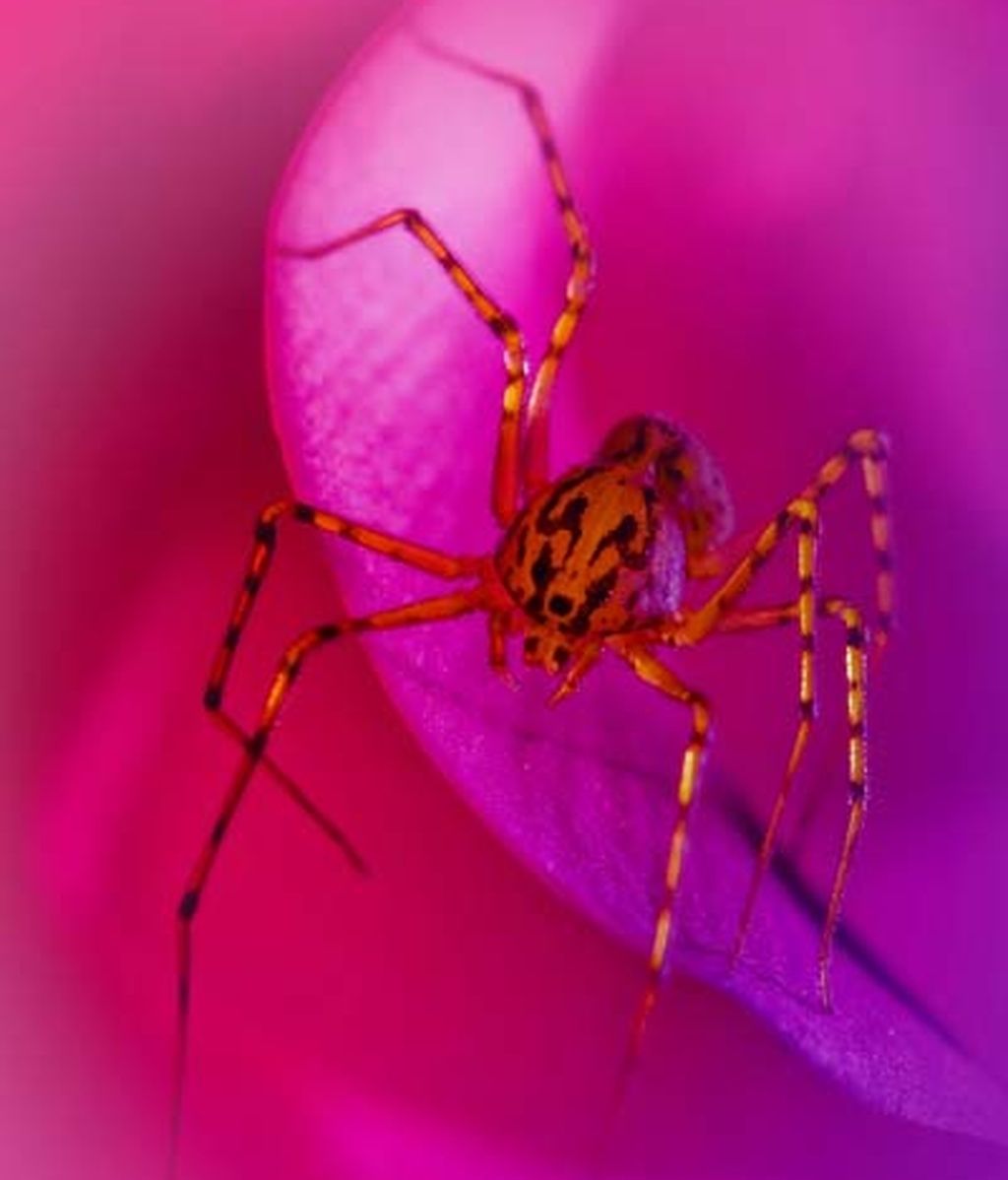 El universo desconocido de los insectos