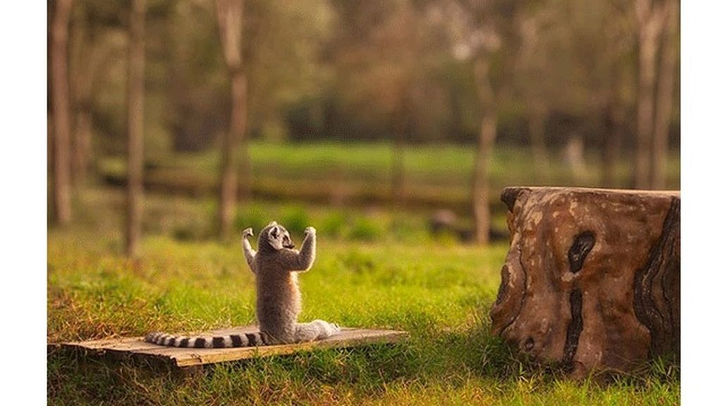 Algunos meditan y se relajan en posturas muy 'zen'