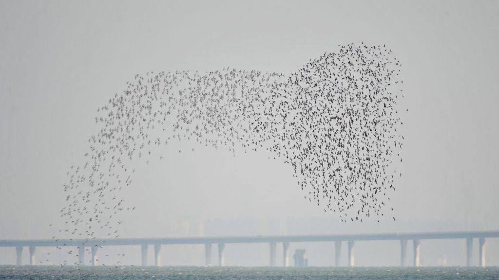 Aves migratorias en China