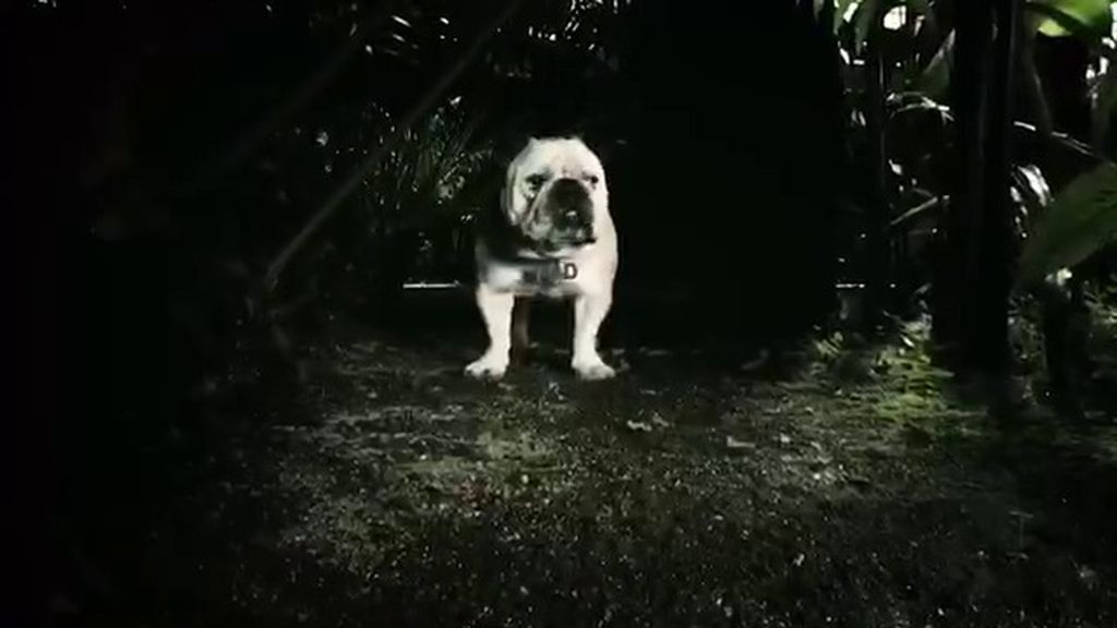 Mad se presenta en la web