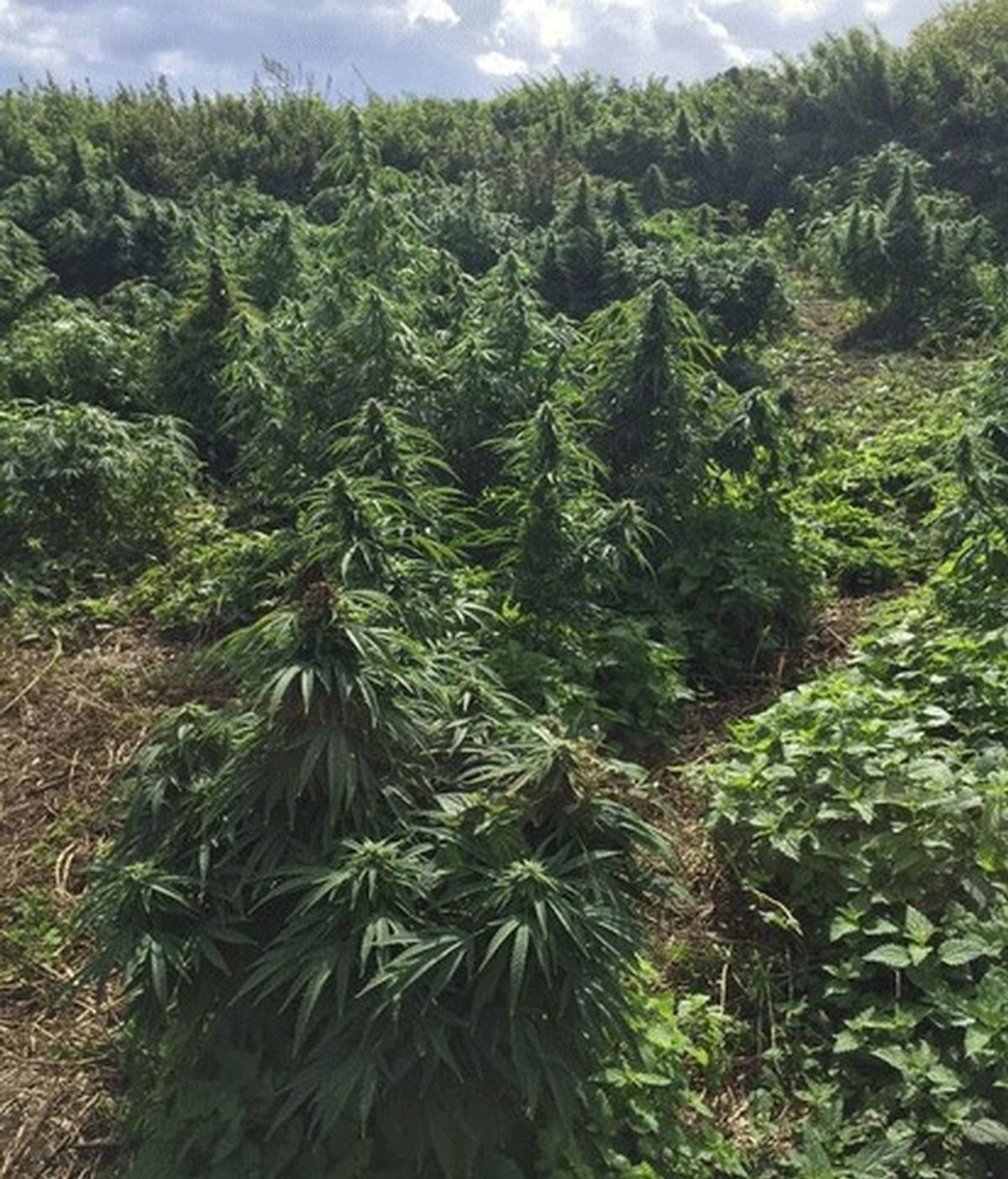 Hallan un bosque de cannabis en el sudoeste de Londres