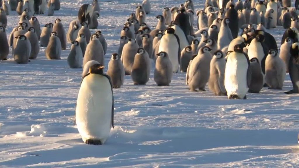 Calleja, rodeado de pingüinos