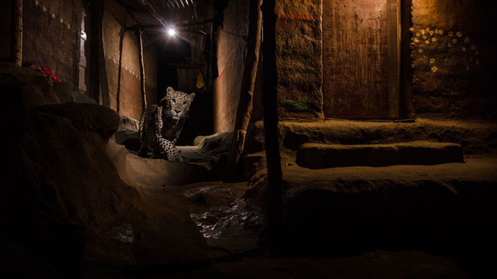 'El gato en el callejón', de Nayan Khanolkar