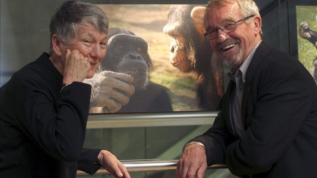 El matrimonio estadounidense Deborah y Roger S. Fouts, que ha dedicado su vida a combatir la idea de que el lenguaje es el "último bastión" de la singularidad humana y el resultado es más de 40 años de trabajo con unos chimpancés que no sólo han aprendido a comunicarse con la lengua de signos, sino a mentir y hacer poesía, posa hoy en Barcelona. EFE