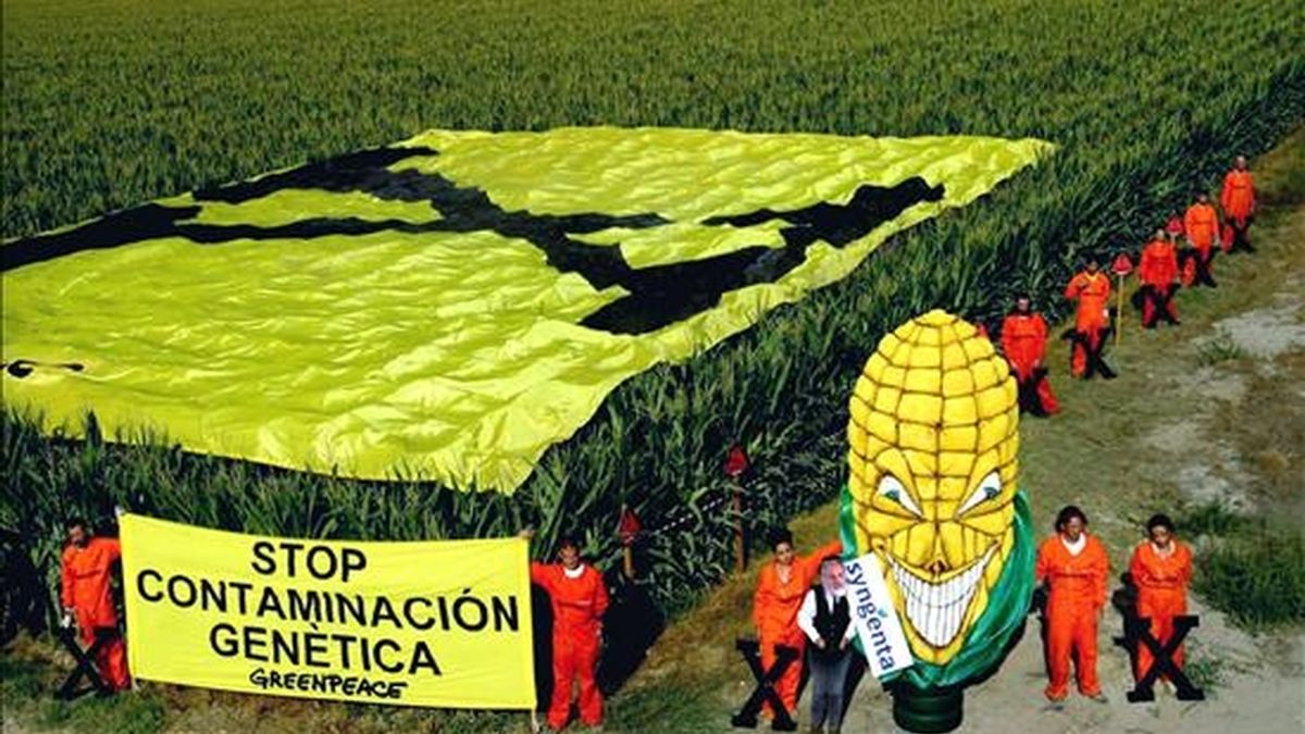 Manifestación de Greenpeace contra el cultivo del maíz transgénico mediante el despliegue de una pancarta sobre una plantación de Villanueva de Gállego, en Zaragoza. EFE/Archivo