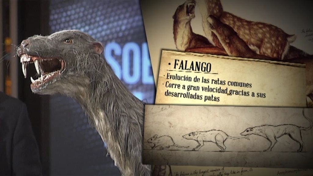 ¿Qué clase de criaturas habitarán la Tierra cuando el hombre se extinga?