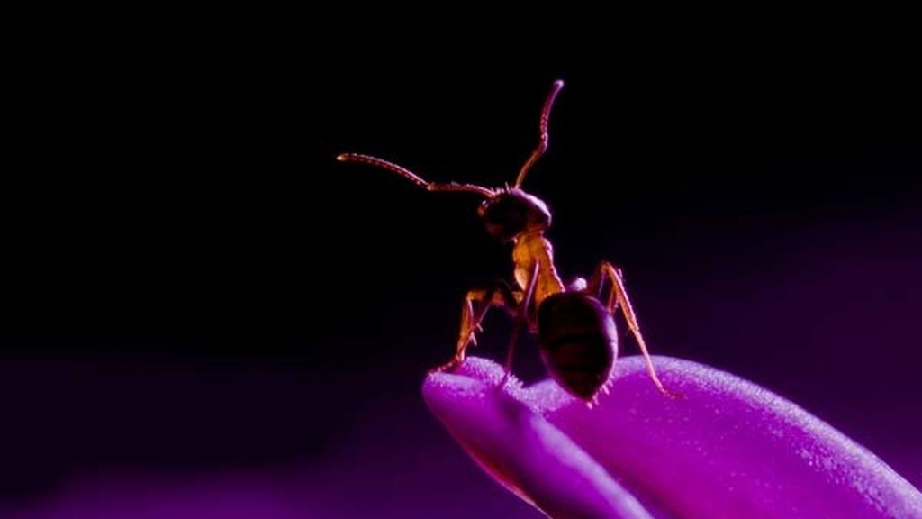 El universo desconocido de los insectos