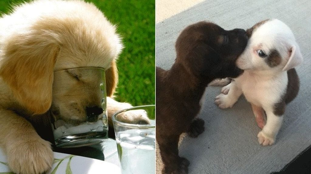 Cachorritos de emergencia
