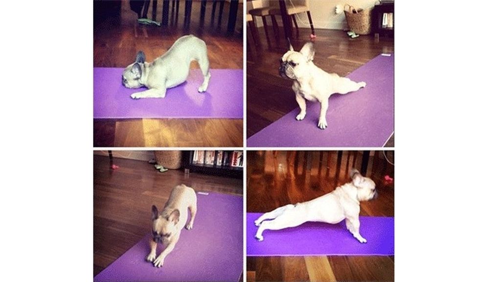 Los animales también hacen yoga