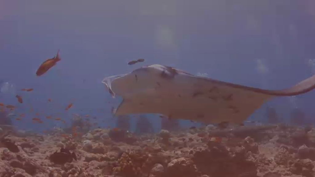 Maldivas, un paraíso bajo el mar