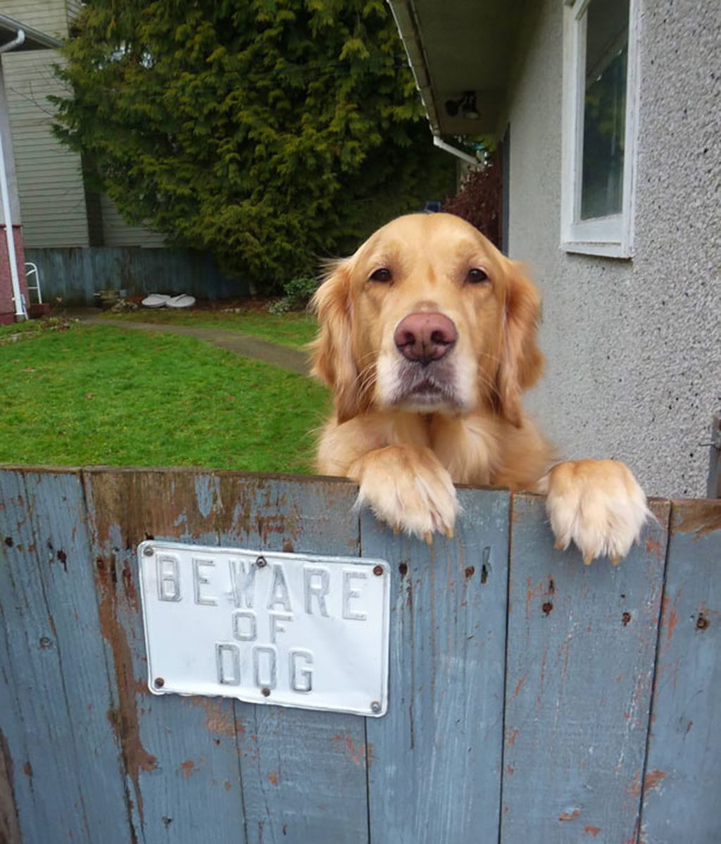 Los adorables animales que se esconden tras estas "advertencias"