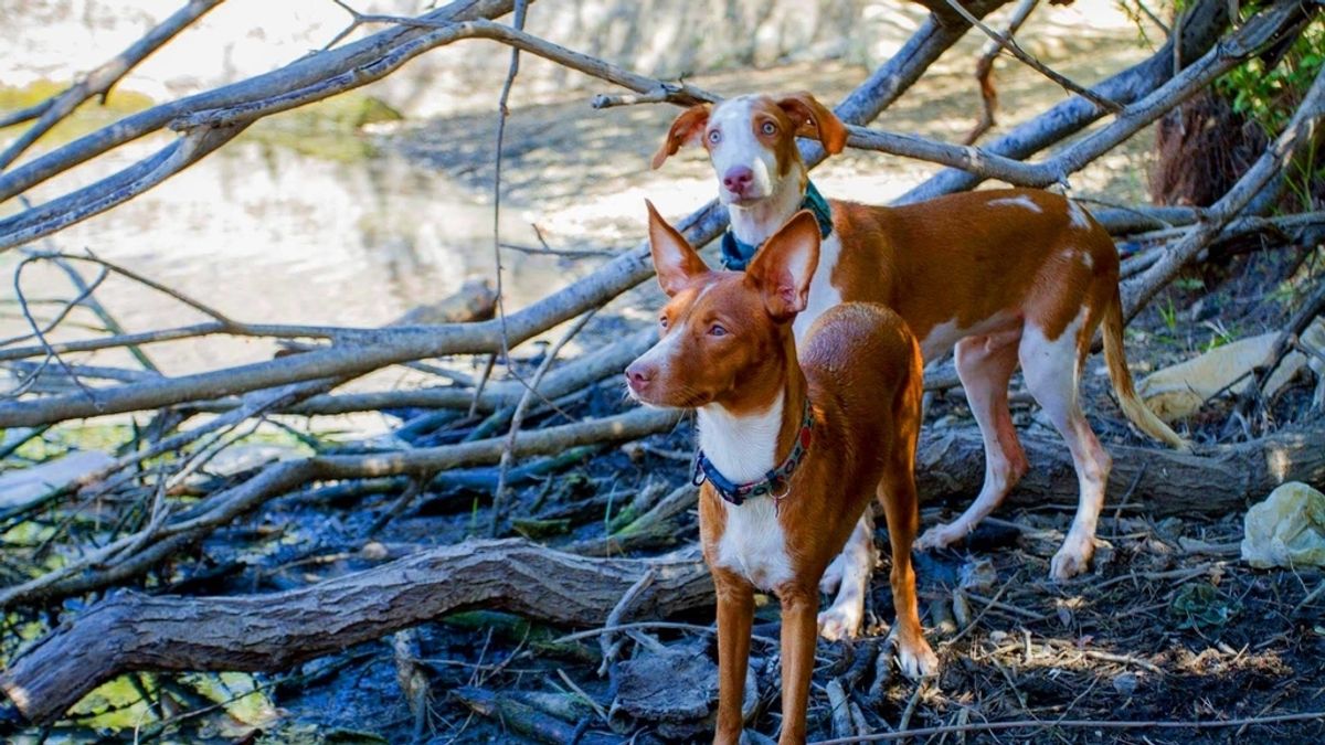 Podenco Perro Podenco Perro