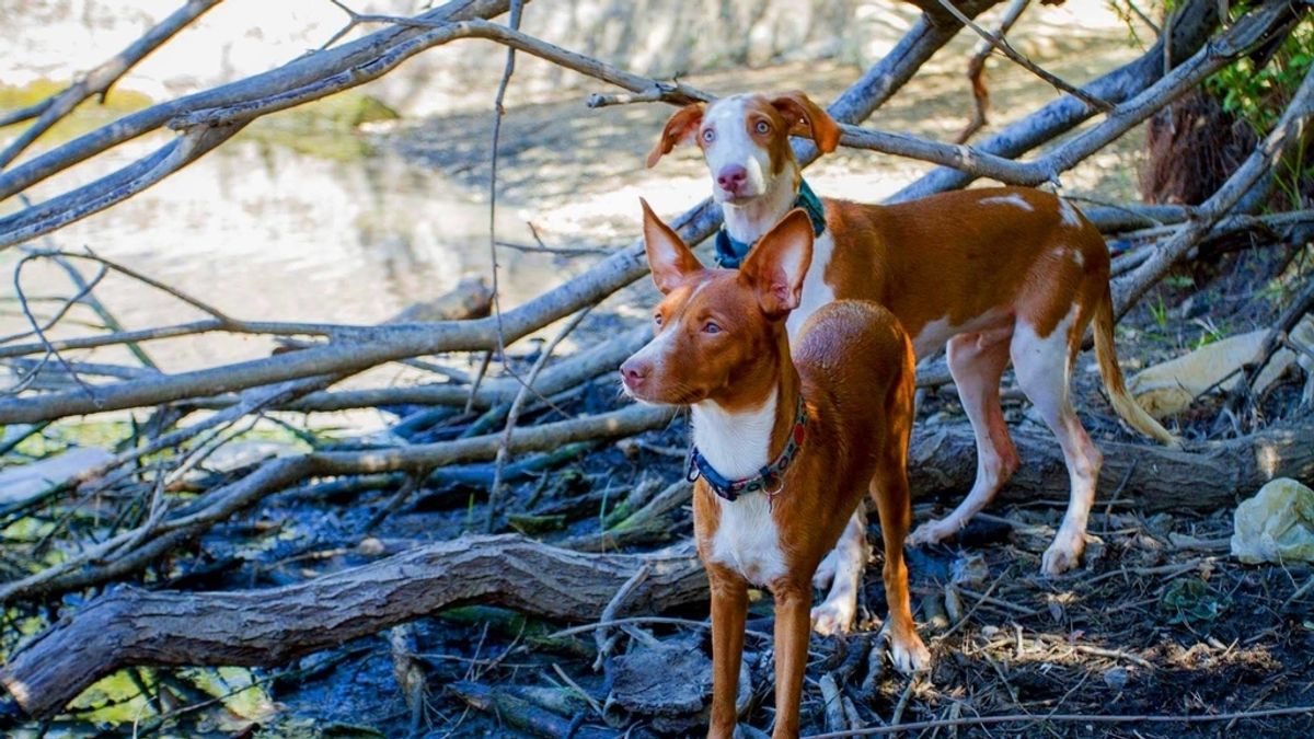 Podenco Perro