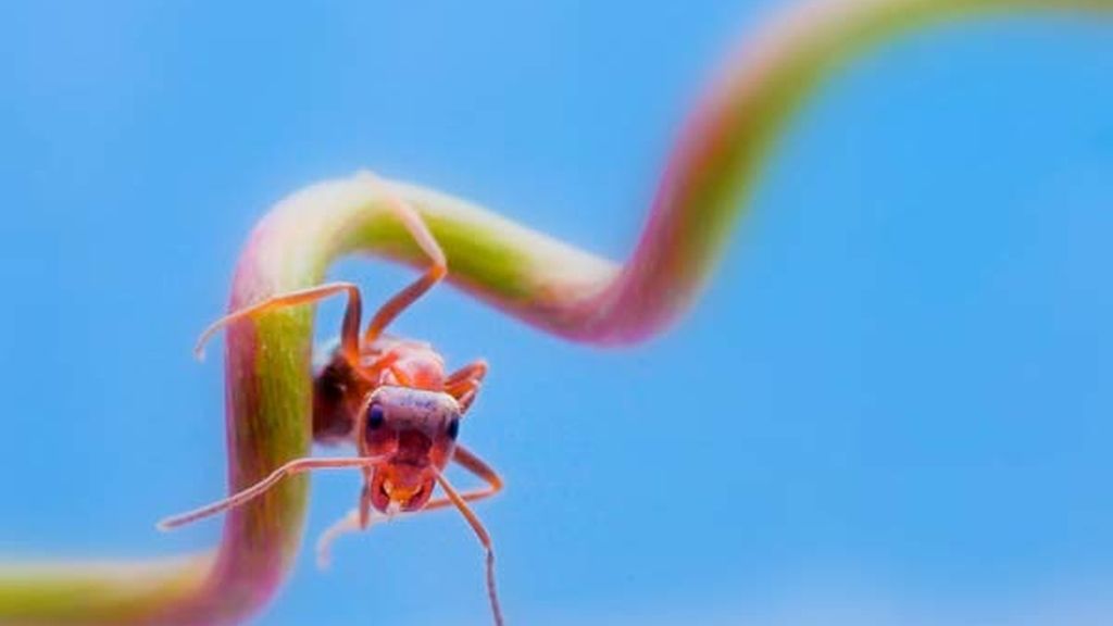 El universo desconocido de los insectos