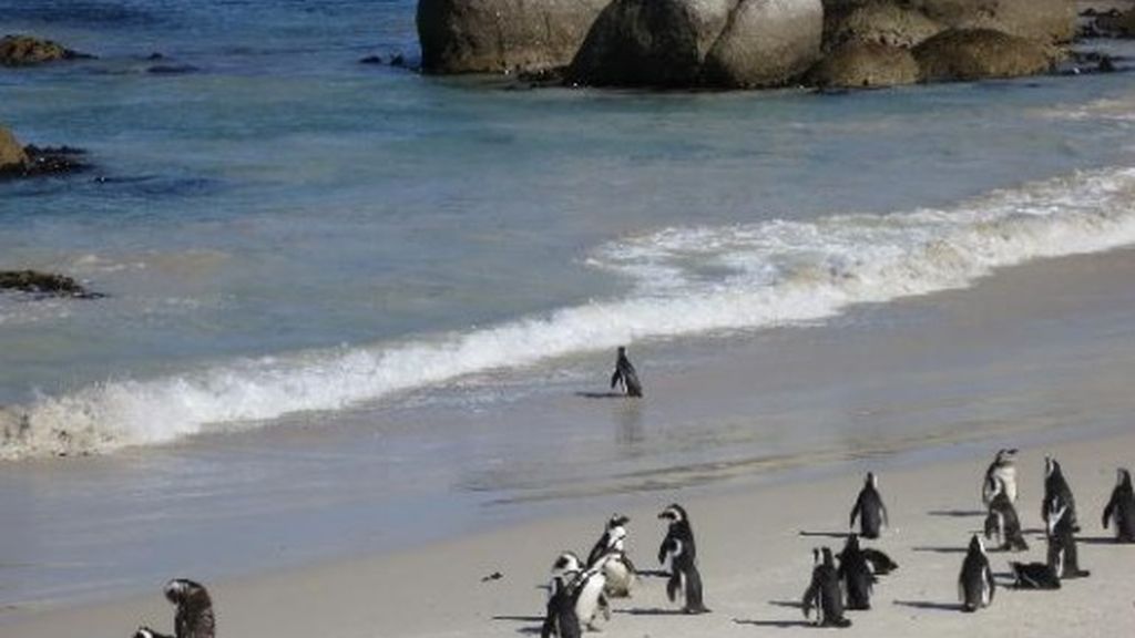 Boulders Beach, (Sudáfrica). El hogar de una colonia de pingüinos Boulders Beach, (Sudáfrica). El hogar de una colonia de pingüinos