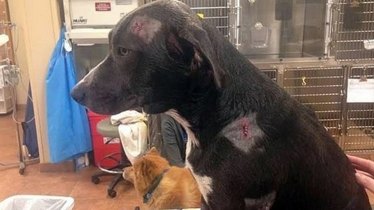 Un perro recibe dos balazos tras defender la casa de su dueño de un robo