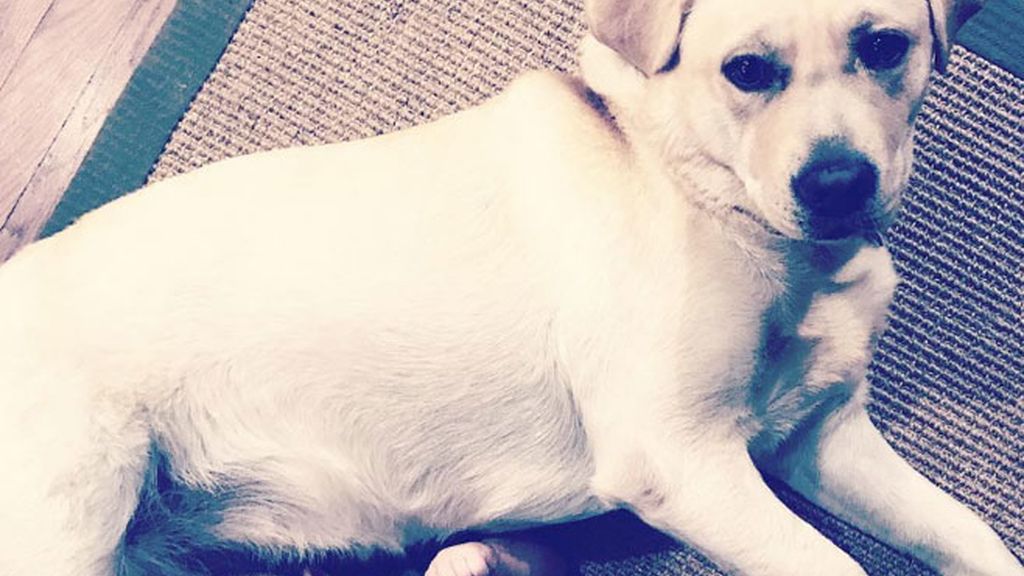 La relación entre un perro y un bebé que cautiva en la Red La relación entre un perro y un bebé que cautiva en la Red