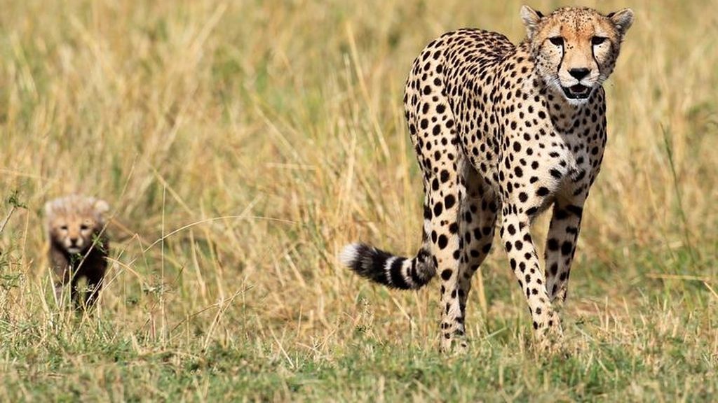 Guepardo y su cachorro en una reserva de caza