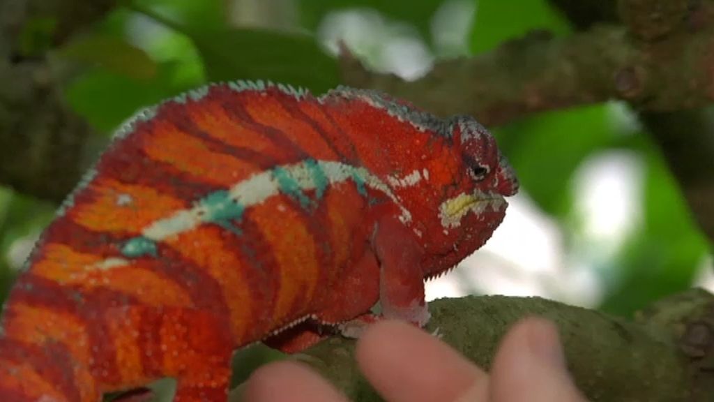 Madagascar, el dorado del Índico