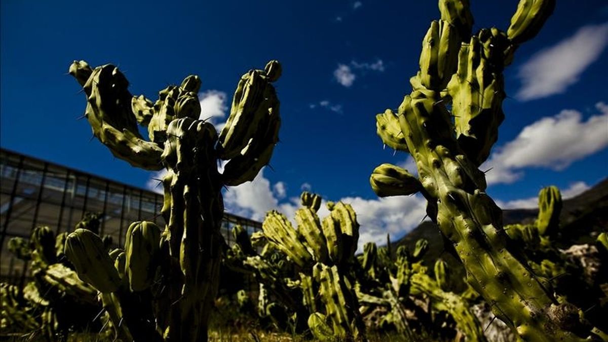 Especies en peligro de extinción de tres continentes, en concreto de la zonas de Madagascar, Península Arábiga y México, forman parte de la colección más amplia de cactus de Europa ubicada en el Museo-Jardín Botánico de Cactus y otras Plantas Suculentas de Casarabonela (Málaga). EFE