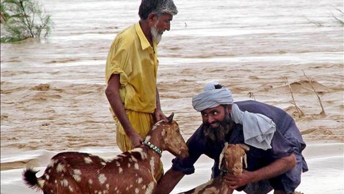 Dos hombres ponen a salvo su ganado tras quedar atrapados ayer en una anegada finca de Dera Ismail Khan (Pakistán). Cientos de miles de personas se encuentran afectadas por las peores inundaciones en décadas en el noroeste de Pakistán, donde según distintos canales televisivos han muerto decenas de personas. EFE