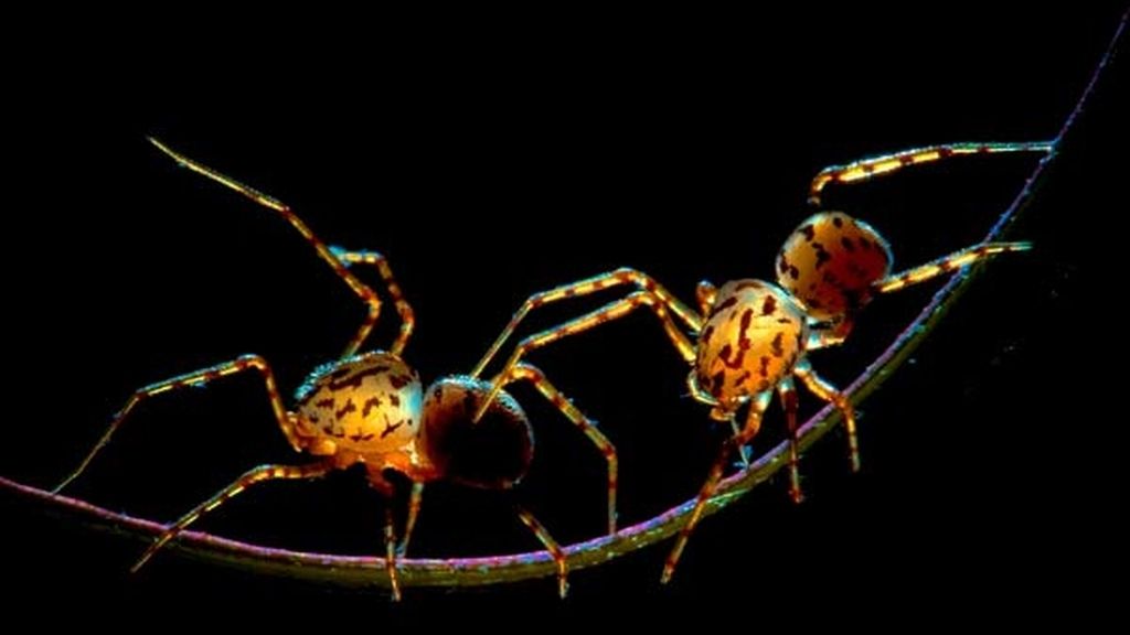 El universo desconocido de los insectos