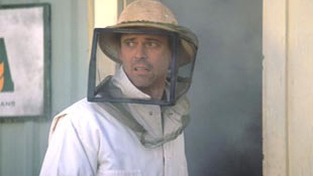 'Abejas asesinas'