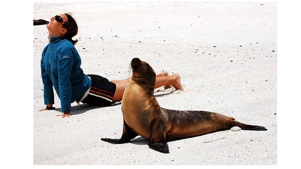 Los animales también hacen yoga