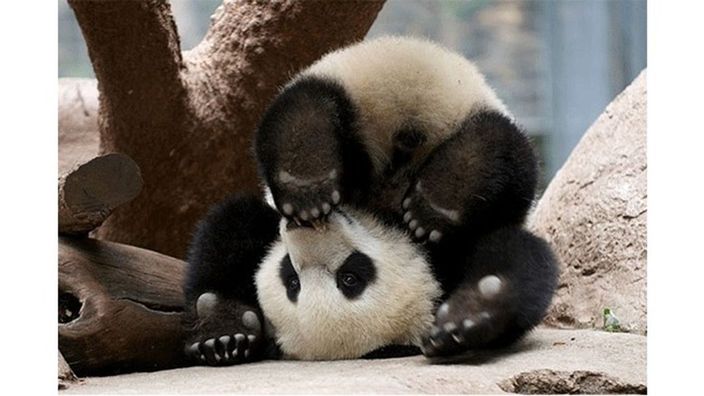 Los animales también hacen yoga