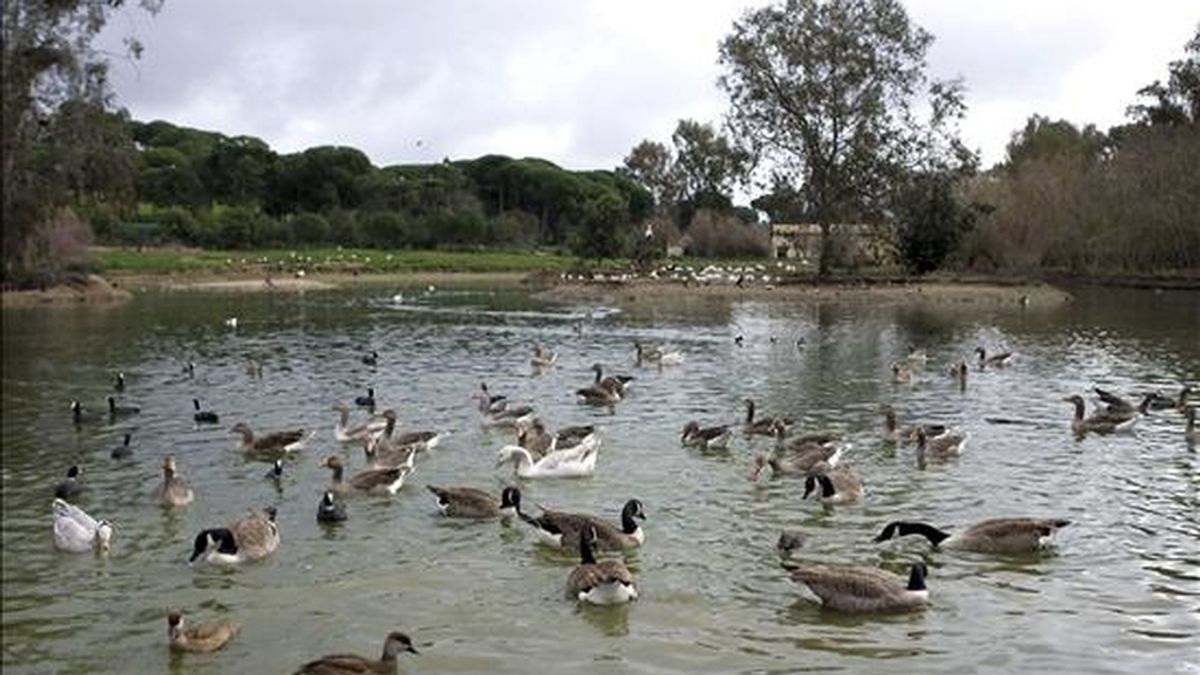 Un grupo de ánades en la Cañada de los Pájaros, en Doñana. EFE/Archivo
