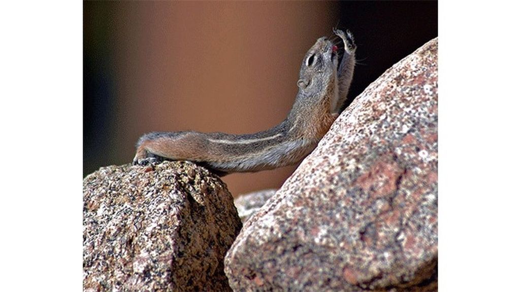 Los animales también hacen yoga