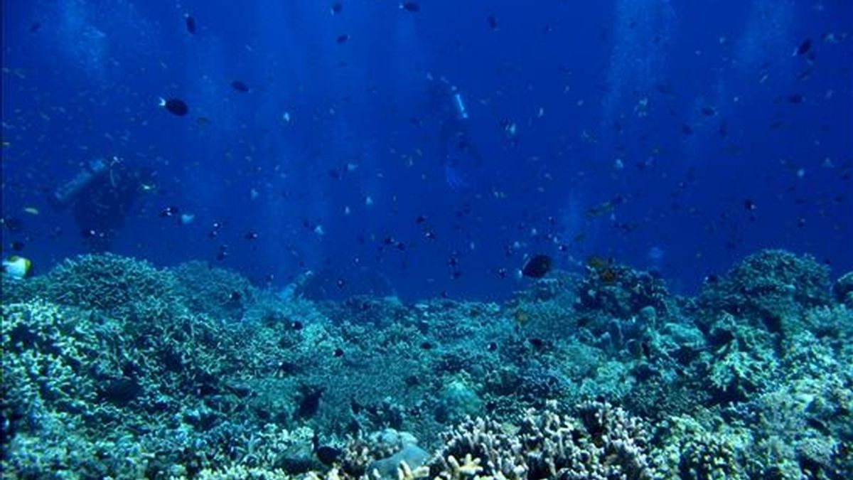 Imagen del arrecife Apo, Mindoro Occidental, al sur de Manila, Filipinas. EFE/Archivo