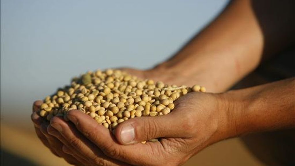Un agricultor levanta un puñado de granos de soja en una estancia (finca) en la localidad de Olivera, a unos 100 kilómetros de Buenos Aires (Argentina). EFE/Archivo Un agricultor levanta un puñado de granos de soja en una estancia (finca) en la localidad de Olivera, a unos 100 kilómetros de Buenos Aires (Argentina). EFE/Archivo
