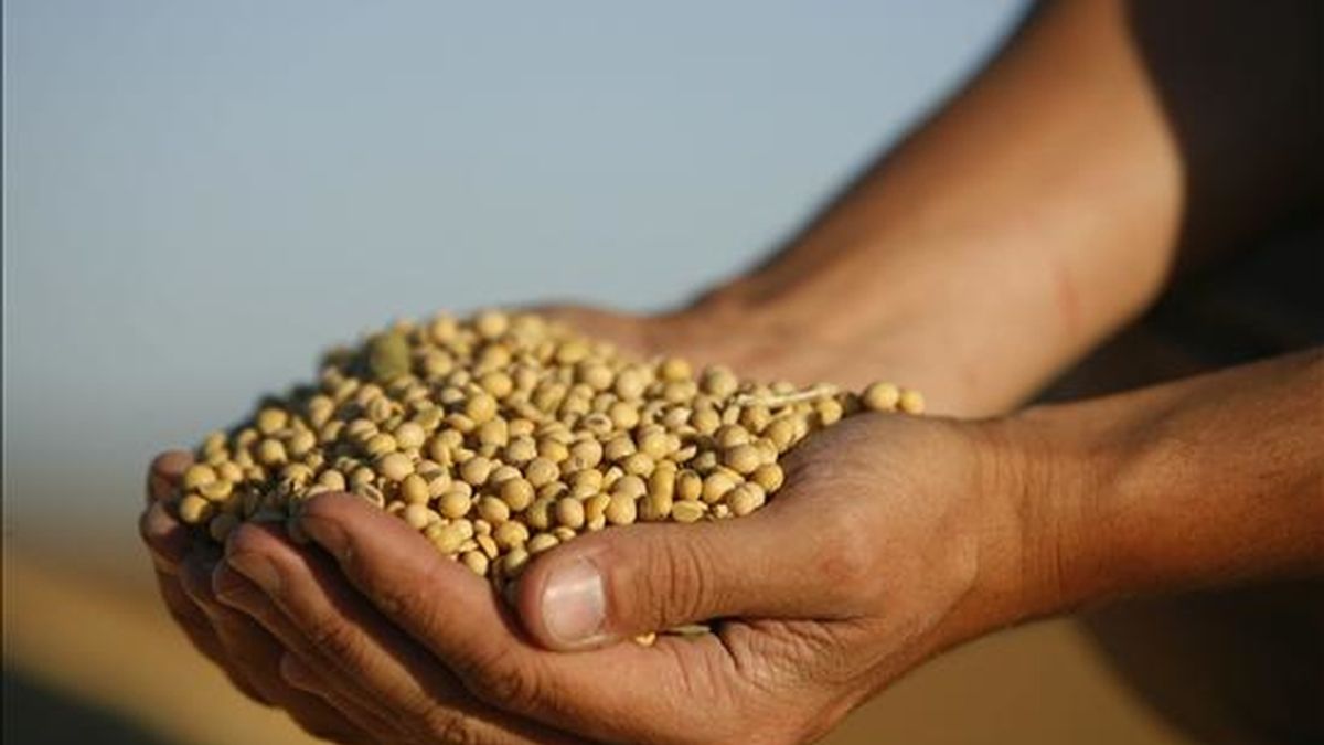 Un agricultor levanta un puñado de granos de soja en una estancia (finca) en la localidad de Olivera, a unos 100 kilómetros de Buenos Aires (Argentina). EFE/Archivo