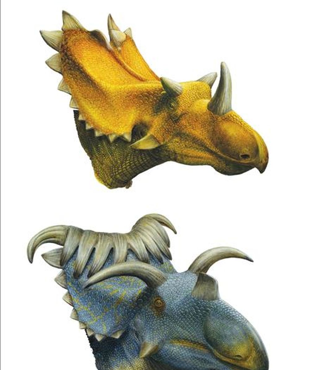 Descubren un dinosaurio con quince cuernos Descubren un dinosaurio con quince cuernos