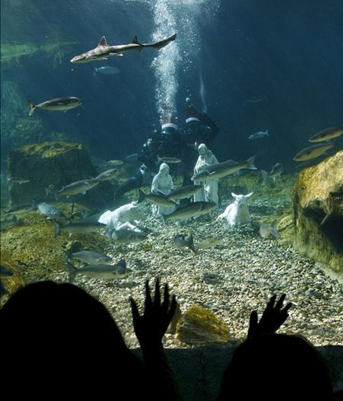 En la imagen, un estanque de tiburones del parque de la naturaleza y animales Terra Natura de Benidorm (Alicante). EFE/Archivo