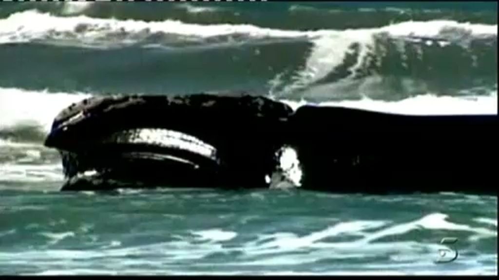 Cada vez más ballenas varadas