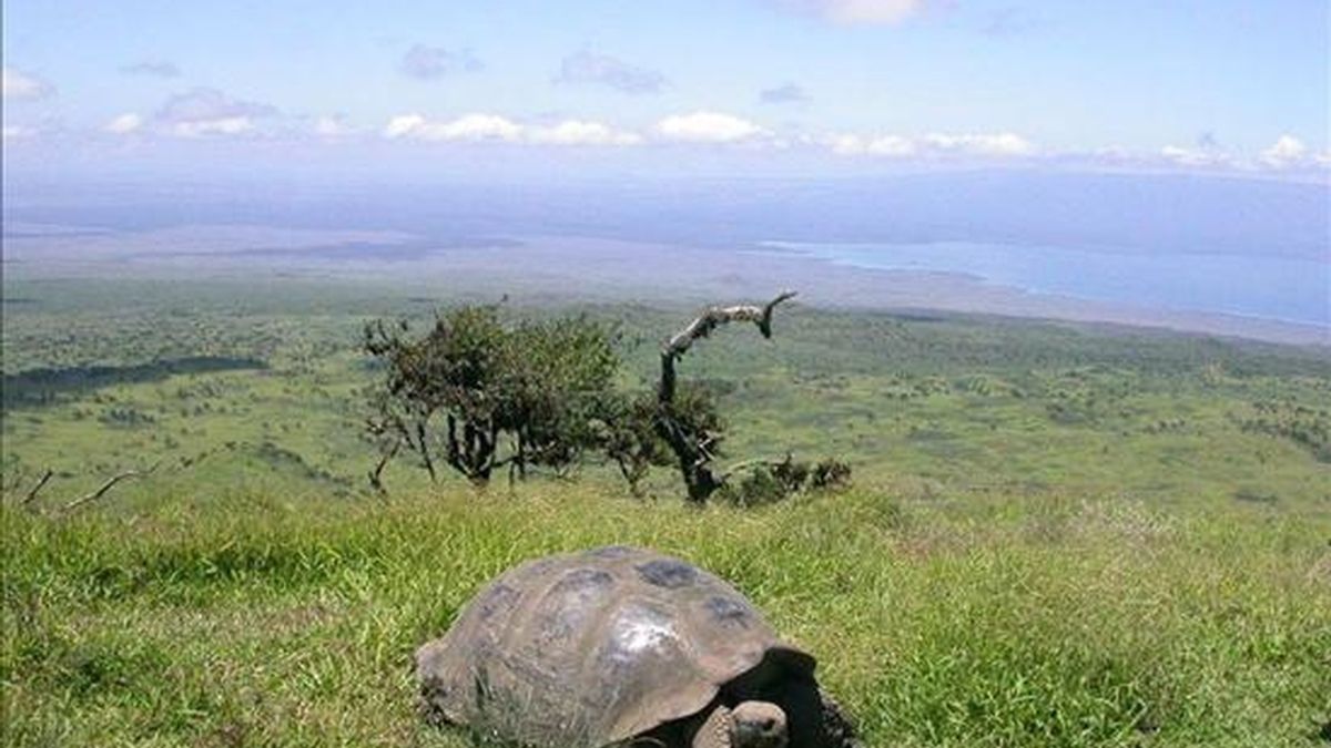 Una tortuga gigante de las islas Galápagos, en el volcán Alcedo. EFE