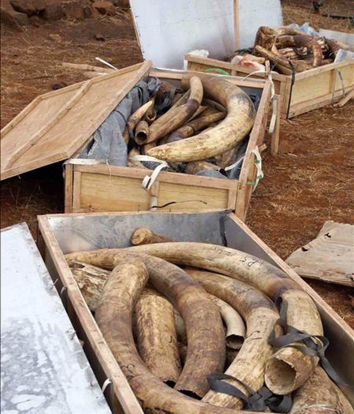 Fotografía facilitada por el Departamento de Conservación de la Naturaleza de Kenia que muestra tres de las cuatro cajas llenas de colmillos de elefante descubiertas en el Aeropuerto Internacional de Nairobi (Kenia), el 29 de septiembre de 2009. EFE/Archivo