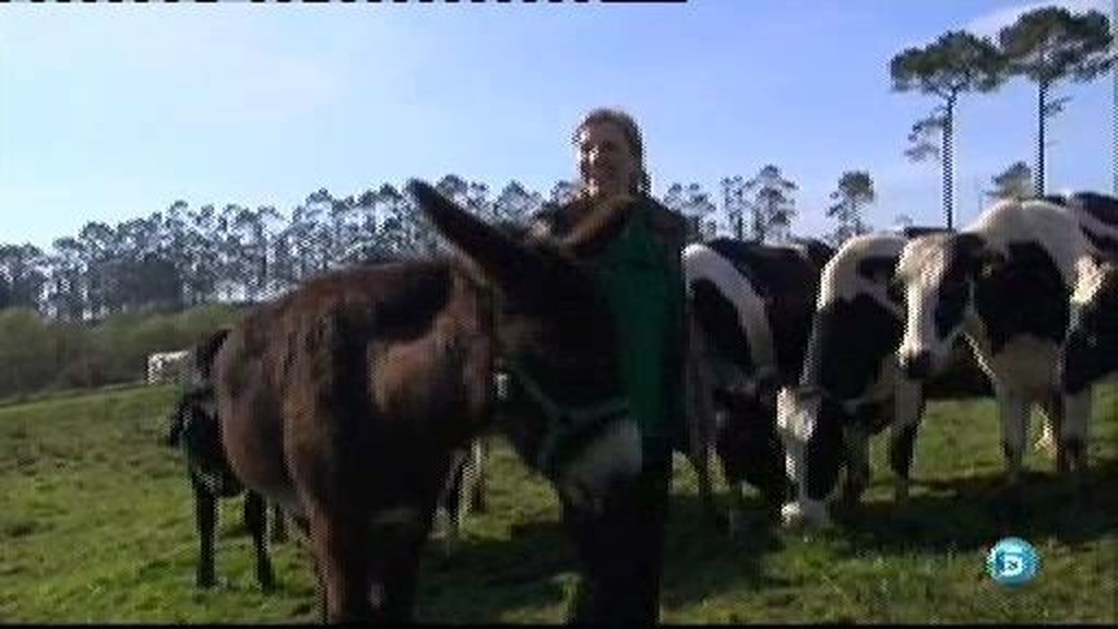 Una burra ahuyenta lobos