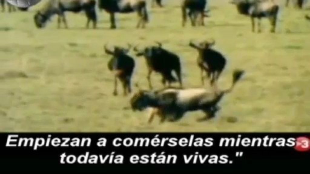 El Real Madrid demandará a TV3 por el vídeo de las hienas