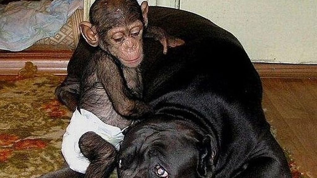 Un chimpancé bebé adoptado por una familia de perros