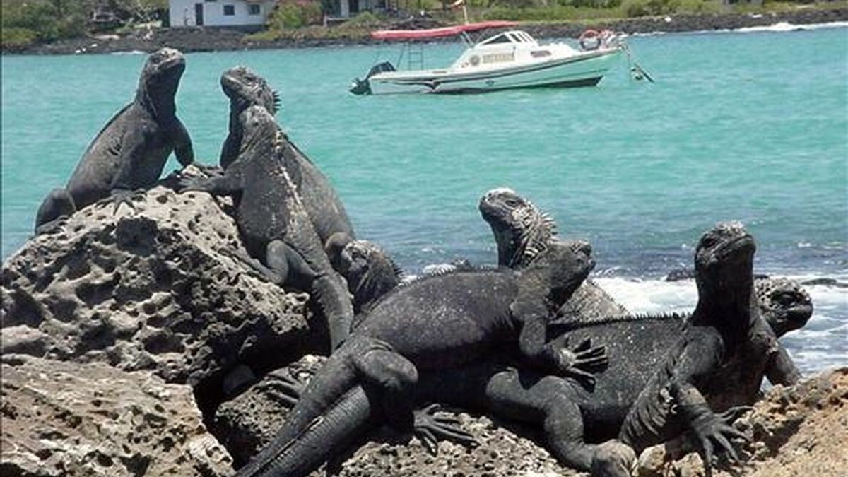En la imagen un grupo de iguanas en las  Islas Galápagos. EFE/Archivo