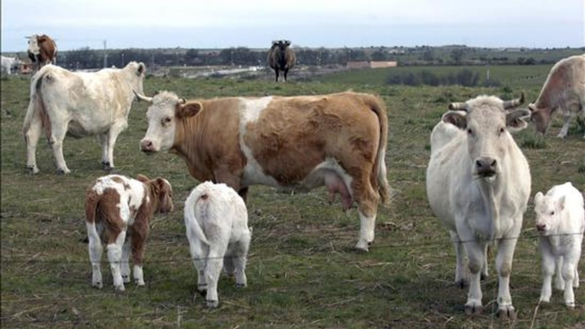 Varias vacas pacen en una finca. EFE/Archivo